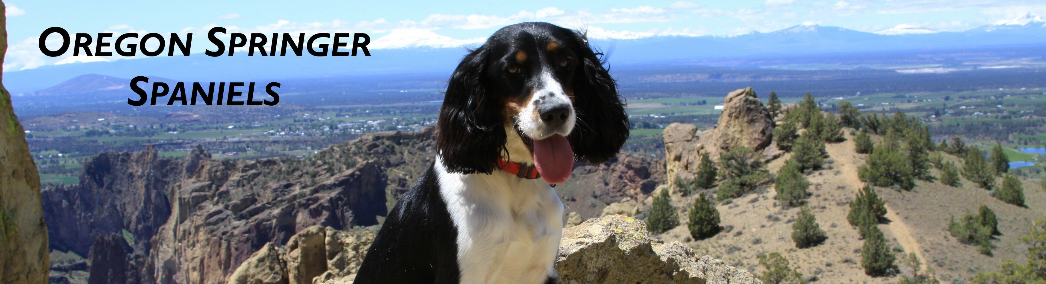English Springer Spaniel Oregon Badlands Bend Oregon Central Oregon